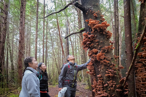 Foraging for edible Porcini Cep mushrooms (also known as King Bolete ) in rural Bamfield, Vancouver Island, British Columbia, Canada.  Asian father, Eurasian daughters.