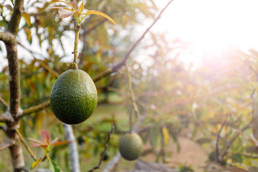 Naturally Growing Avocado Ripening On Tree On Australian Farm
