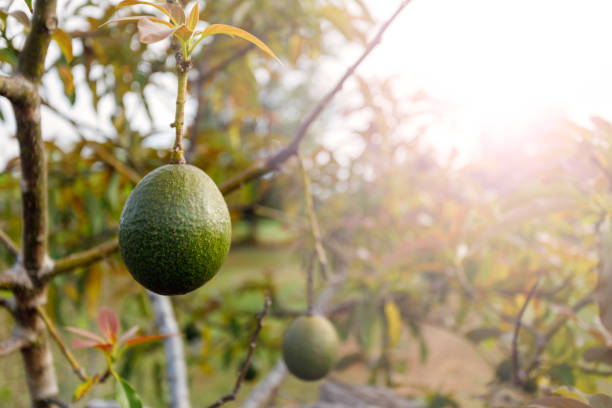 Avocado Ripening On Tree Naturally Growing Avocado Ripening On Tree On Australian Farm hass avocado stock pictures, royalty-free photos & images