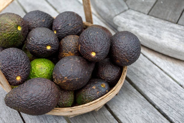 avocado