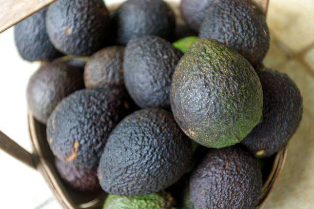 чаша свежесобранного авокадо - avocado australia crop farm стоковые фото и изображения