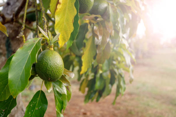 avocat de maturation sur l’arbre - avocado australia crop farm photos et images de collection