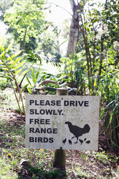istock Free Range Chicken Sign On Organic Farm 1067773190