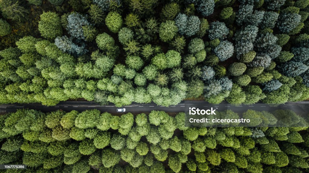 Top view of road through the green autumn forest. Drone aerial view from above of road through the green autumn forest in "Poiso", Madeira island, Portugal. Car Stock Photo