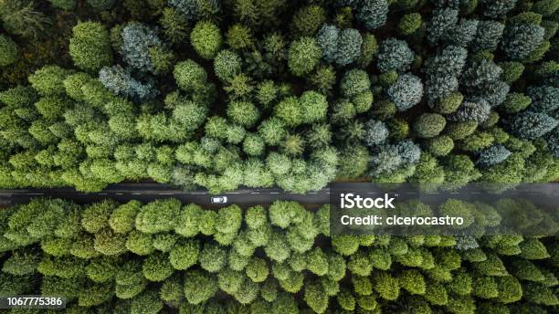 Top View Of Road Through The Green Autumn Forest Stock Photo - Download Image Now - Car, Forest, Aerial View