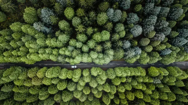 Photo of Top view of road through the green autumn forest.