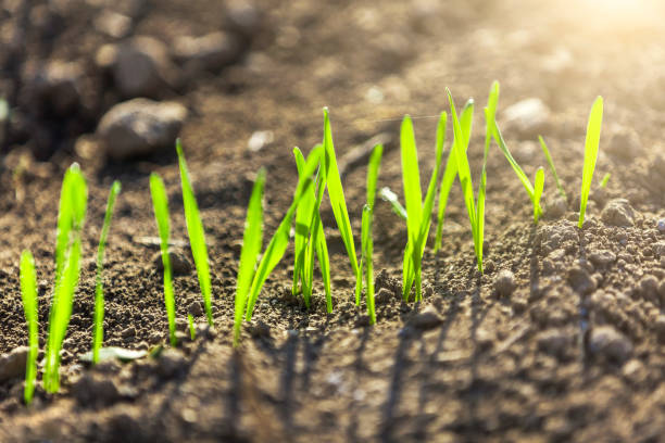 istock young wheat plants growing in the soil 1067777052