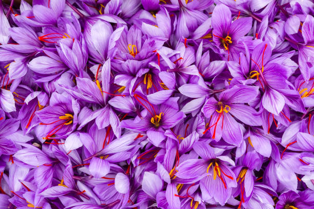 Saffron flowers after harvest close view.