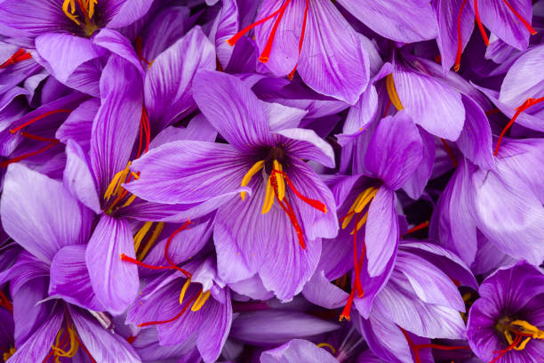 istock Saffron flowers after harvest close view. 1067778126