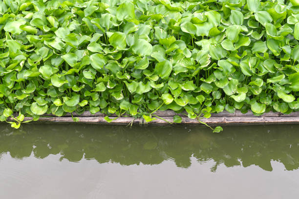 Common water hyacinth,Eichhornia crassipes,Aquatic plant native to the Amazon basin,Highly problematic invasive species outside its native range.Water pollution plant.