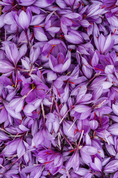 istock Saffron flowers after harvest close view. 1067779300