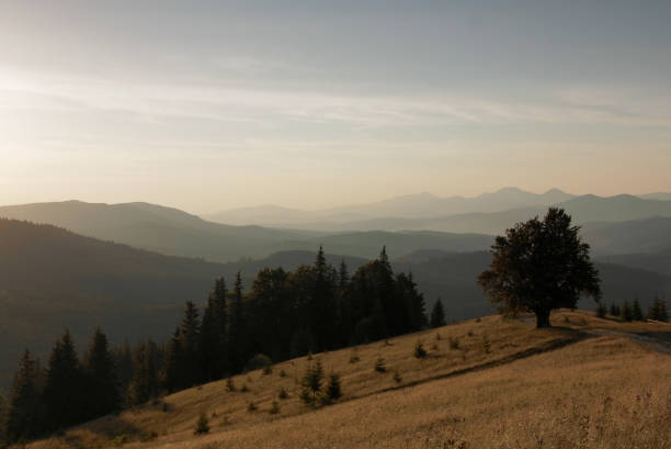 istock Mountain Landscape. Lonely Tree Near The Hiking Path. 1067779454