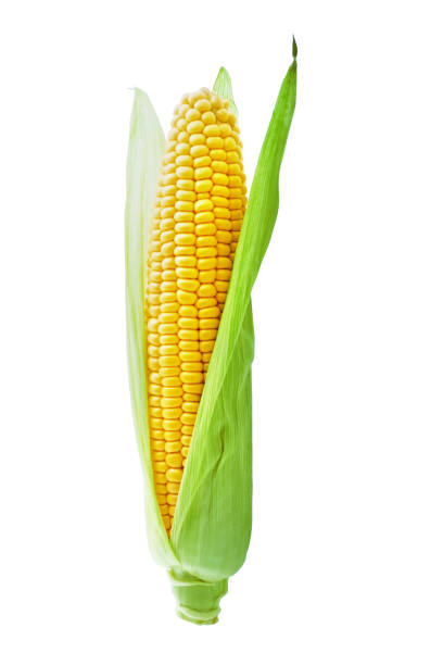 istock Corncob or corn ear with green fresh leaves isolated on white background with clipping path. 1067779484