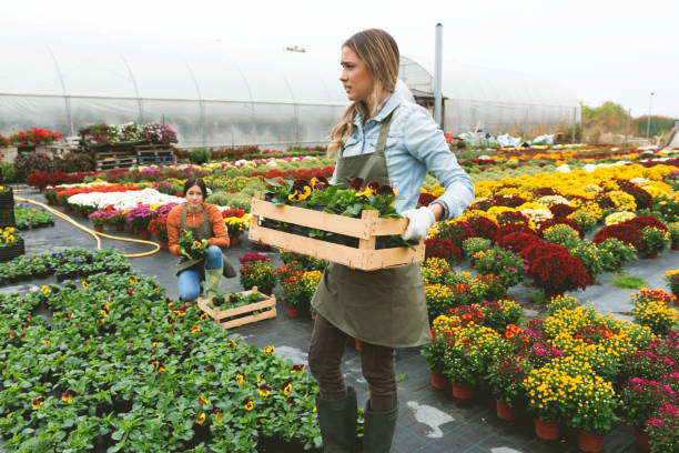 istock Florist in greenhouse 1067779638