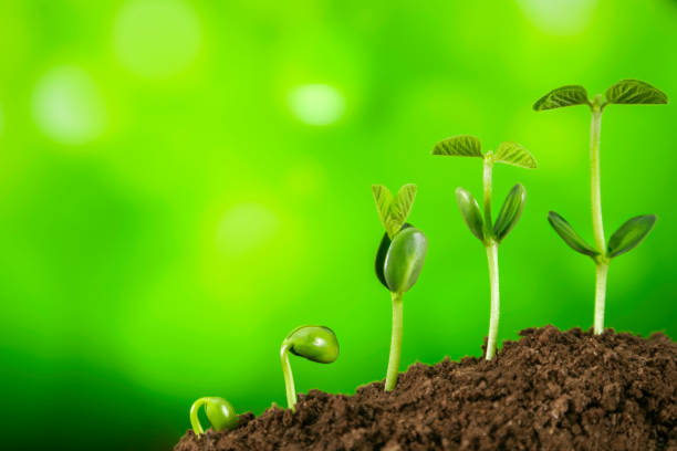 istock bussiness growth sequence:new life growing in spring 1067779866
