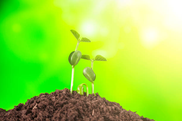istock Young plant growing on nature background 1067779892