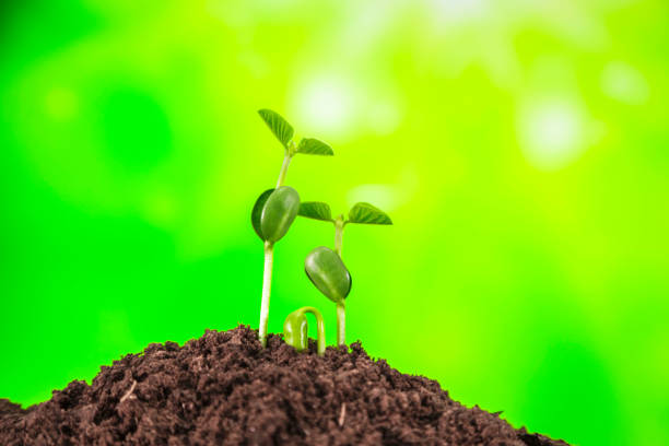 istock Young plant growing on nature background 1067779908