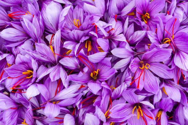 istock Saffron flowers after harvest close view. 1067779914