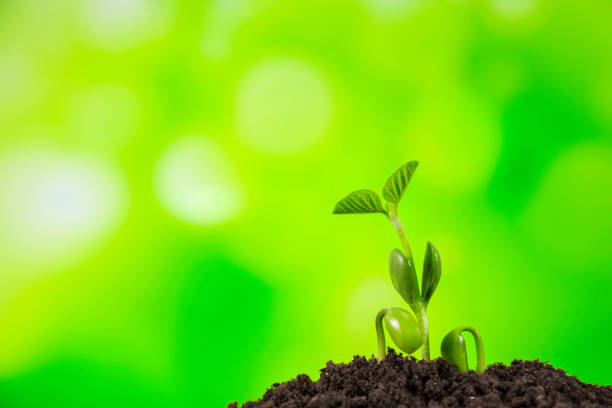 istock Young plant growing on nature background 1067779964