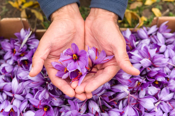 flor de açafrão, após a colheita. punhado com botões de flores. mãos apenas. - crocus flower saffron yellow - fotografias e filmes do acervo