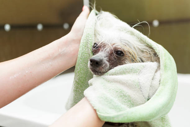 istock Wet Chinese crested dog in bathtub 1067782108