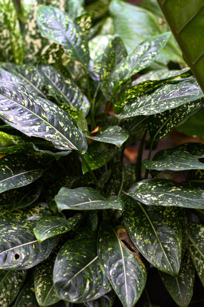 istock Dumb cane, Dieffenbachia 1067782270
