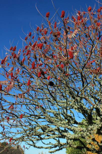 istock Sumac vinegar  Tree without leaves  Autumn 1067784516