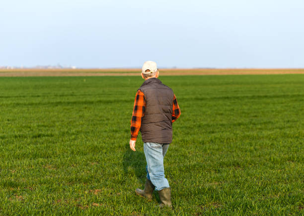 istock Senior farmer in filed examining young wheat corp. 1067785260