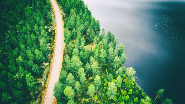 istock Forest road by the sea 1067787290