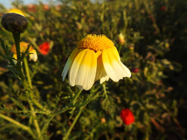istock flower with yellow center 1067787298