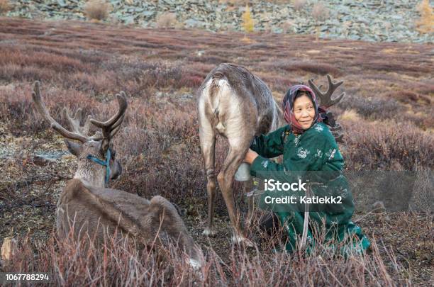 Tsaatan Woman Milking A Reindeer Stock Photo - Download Image Now - Reindeer, Independent Mongolia, Milk