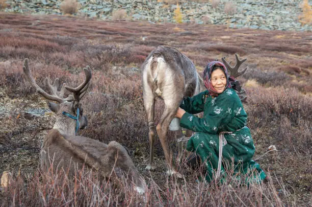 tsaatan woman milking a reindeer in northern mongolian landscape