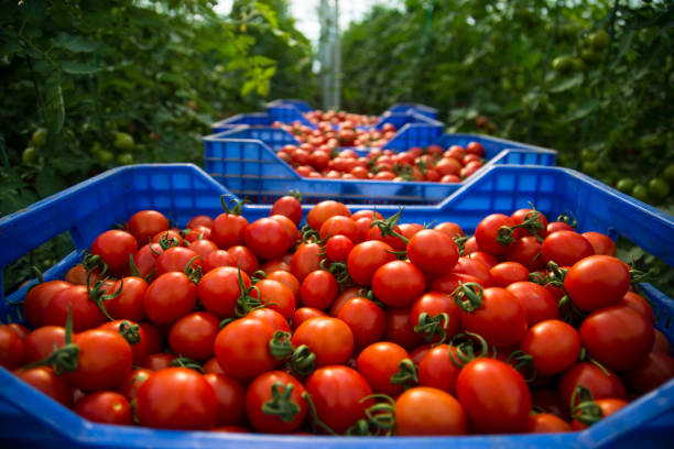 Pile of Tomatoes