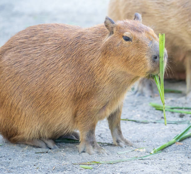 istock Cute Capybara (biggest mouse) eating and sleepy rest, close up shot 1067795376