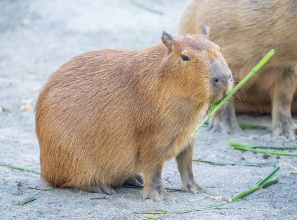 istock Cute Capybara (biggest mouse) eating and sleepy rest, close up shot 1067795406