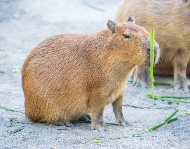 istock Cute Capybara (biggest mouse) eating and sleepy rest, close up shot 1067795412