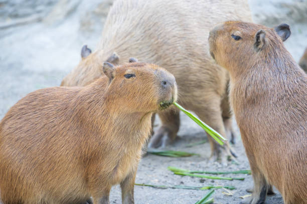 istock Cute Capybara (biggest mouse) eating and sleepy rest, close up shot 1067795420