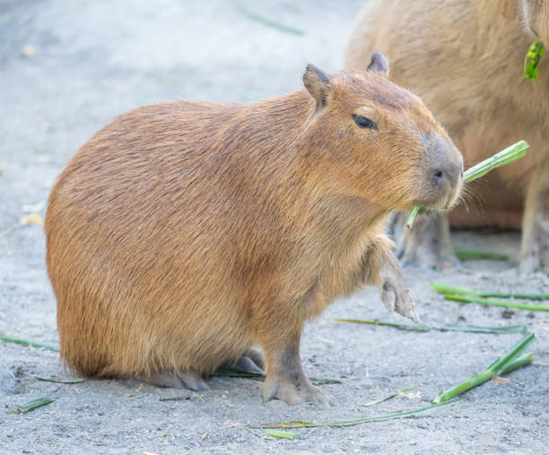 istock Cute Capybara (biggest mouse) eating and sleepy rest, close up shot 1067795440