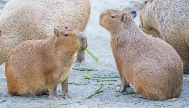 Cute Capybara (biggest mouse) eating and sleepy rest, close up shot