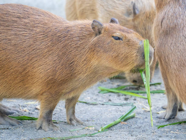 istock Cute Capybara (biggest mouse) eating and sleepy rest, close up shot 1067795450