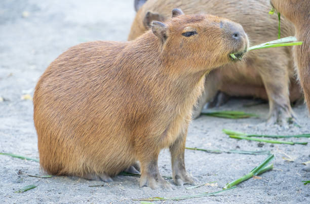 istock Cute Capybara (biggest mouse) eating and sleepy rest, close up shot 1067795468