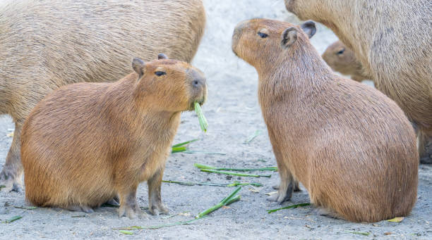 istock Cute Capybara (biggest mouse) eating and sleepy rest, close up shot 1067795472