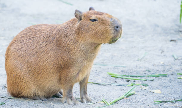 istock Cute Capybara (biggest mouse) eating and sleepy rest, close up shot 1067795542