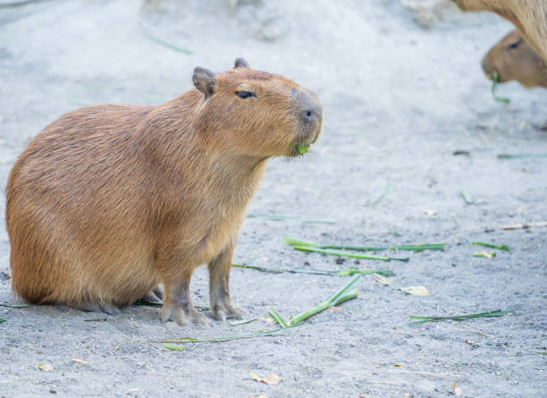 istock Cute Capybara (biggest mouse) eating and sleepy rest, close up shot 1067795544
