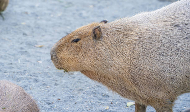 istock Cute Capybara (biggest mouse) eating and sleepy rest, close up shot 1067795582