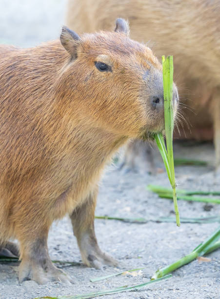 istock Cute Capybara (biggest mouse) eating and sleepy rest, close up shot 1067796186