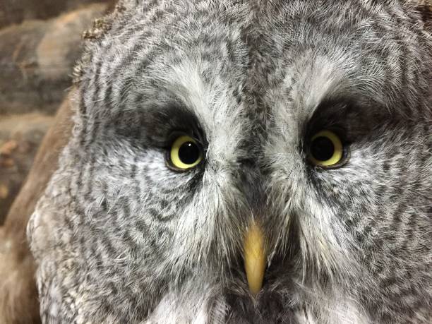 istock Owl,Bird,Animal,Nature 1067796346