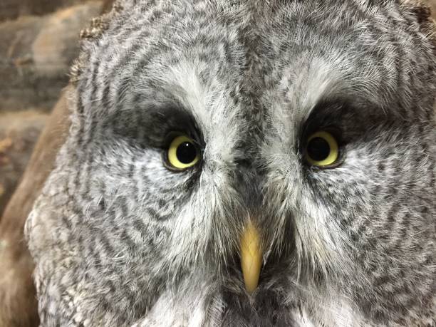 istock Owl,Bird,Animal,Nature 1067796420