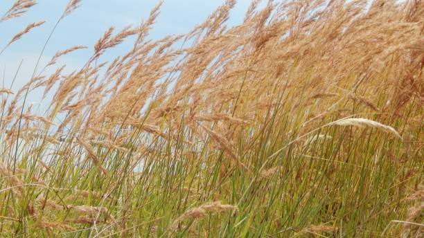 istock Green growth in nature 1067796606
