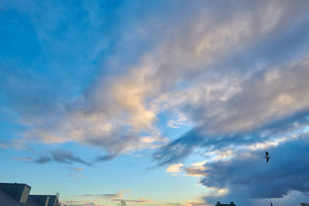 Odense city skyline. Roof tops at the bottom of the picture, the sky fill the most of the picture. A bird flying in the right side.